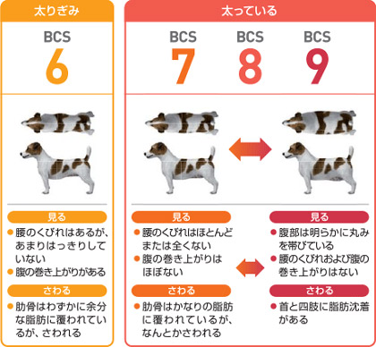 誰でも簡単に犬の肥満レベルを確認できるのが、下記のBCS（ボディコンディションスコア）です。